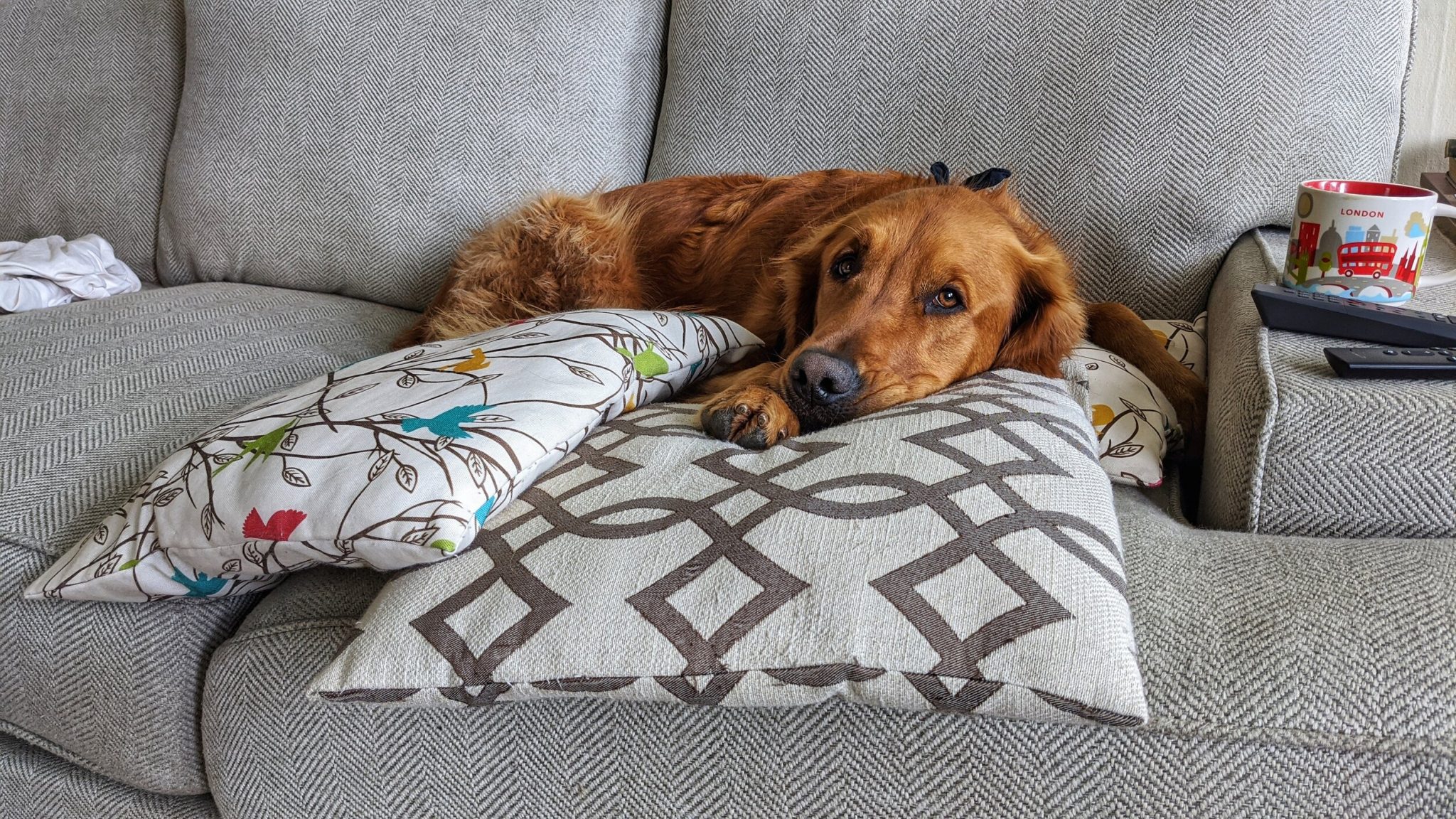 Cost to spay a dog near me