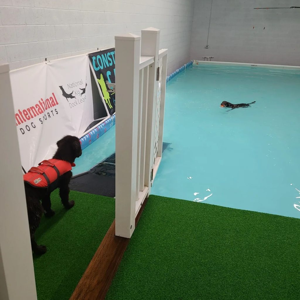 Salt Lake City's Indoor Dog Swimming Pools - Dog Friendly SLC