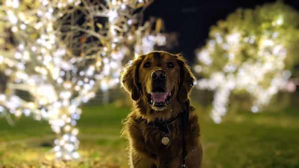 Best Dog Friendly Holiday Light Displays Around Salt Lake City