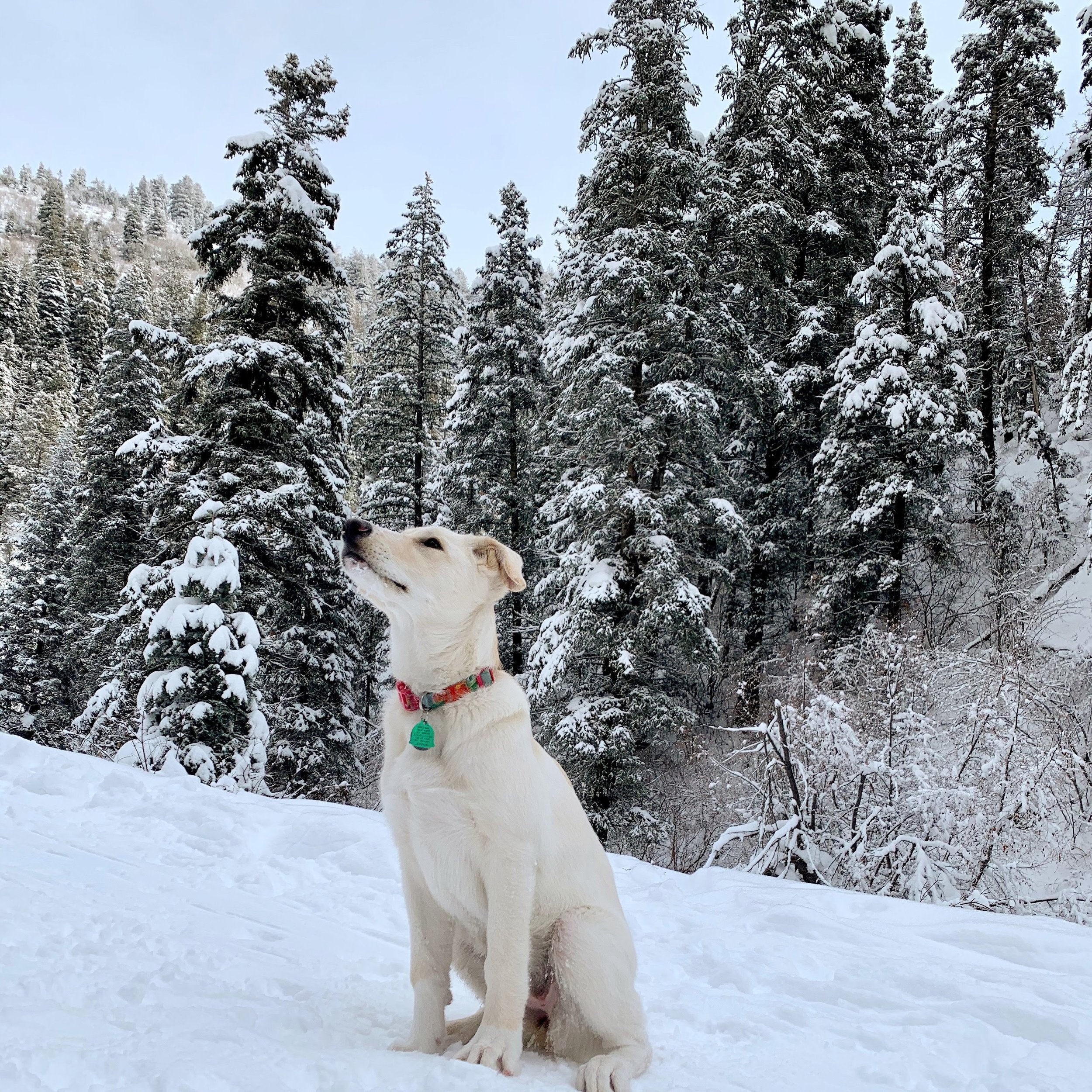 Ikaros Greek Restaurant - Hikes Dogs Love