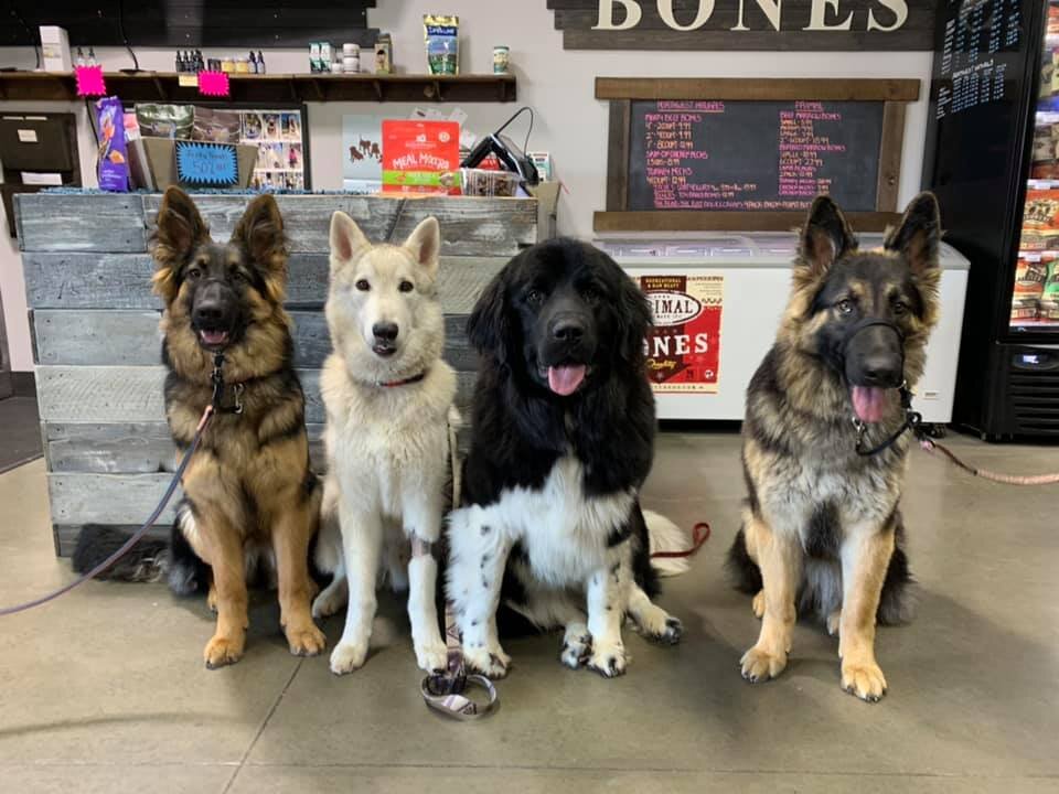 Four dogs sit smiling at the camera in front of the check out counter at Animal Park Market in Utah