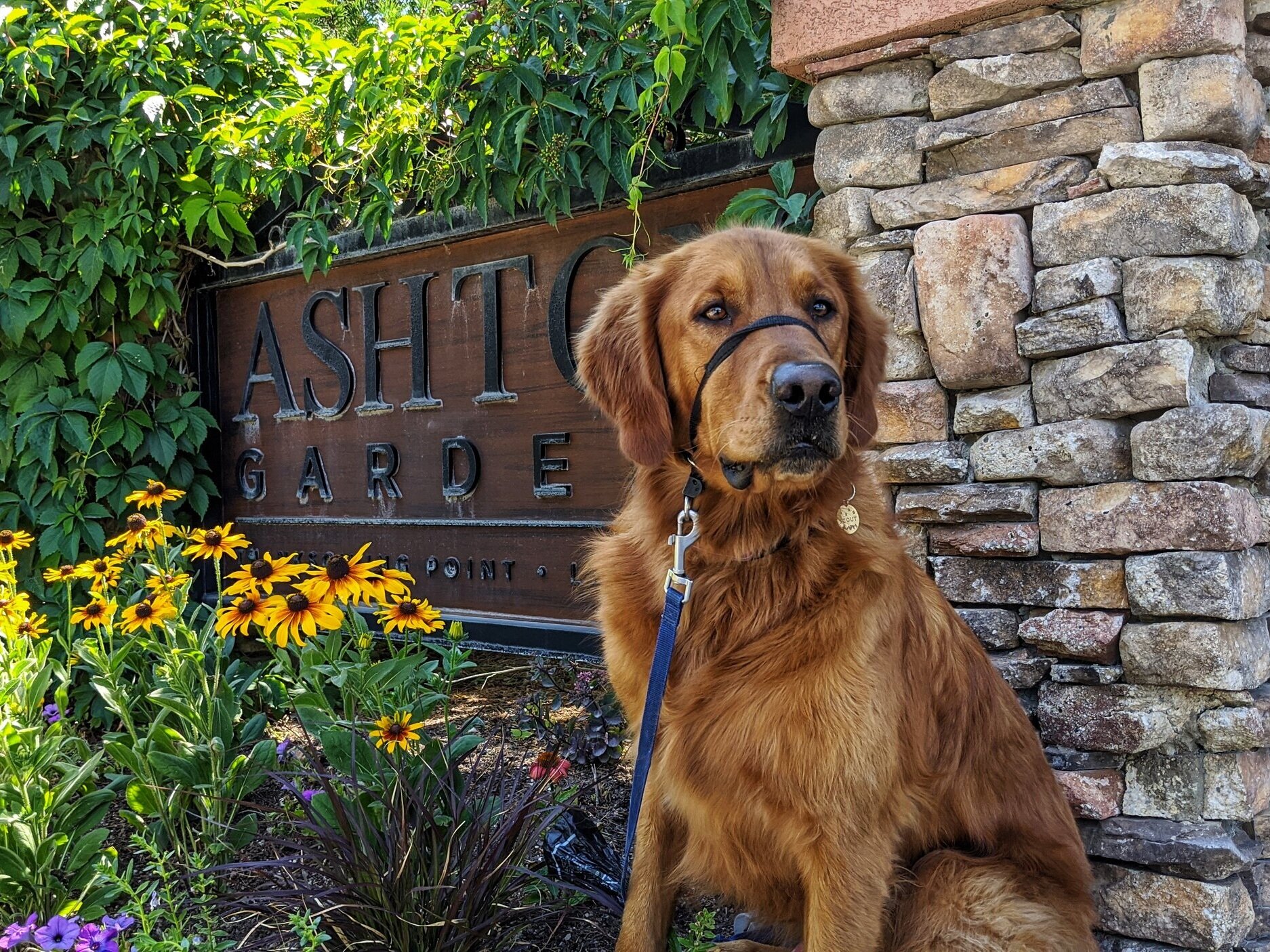 Scout sits in front of the wood and stone Ashton Gardens sign. There is ivy partially covering the sign and an array of summer flowers in front of it.