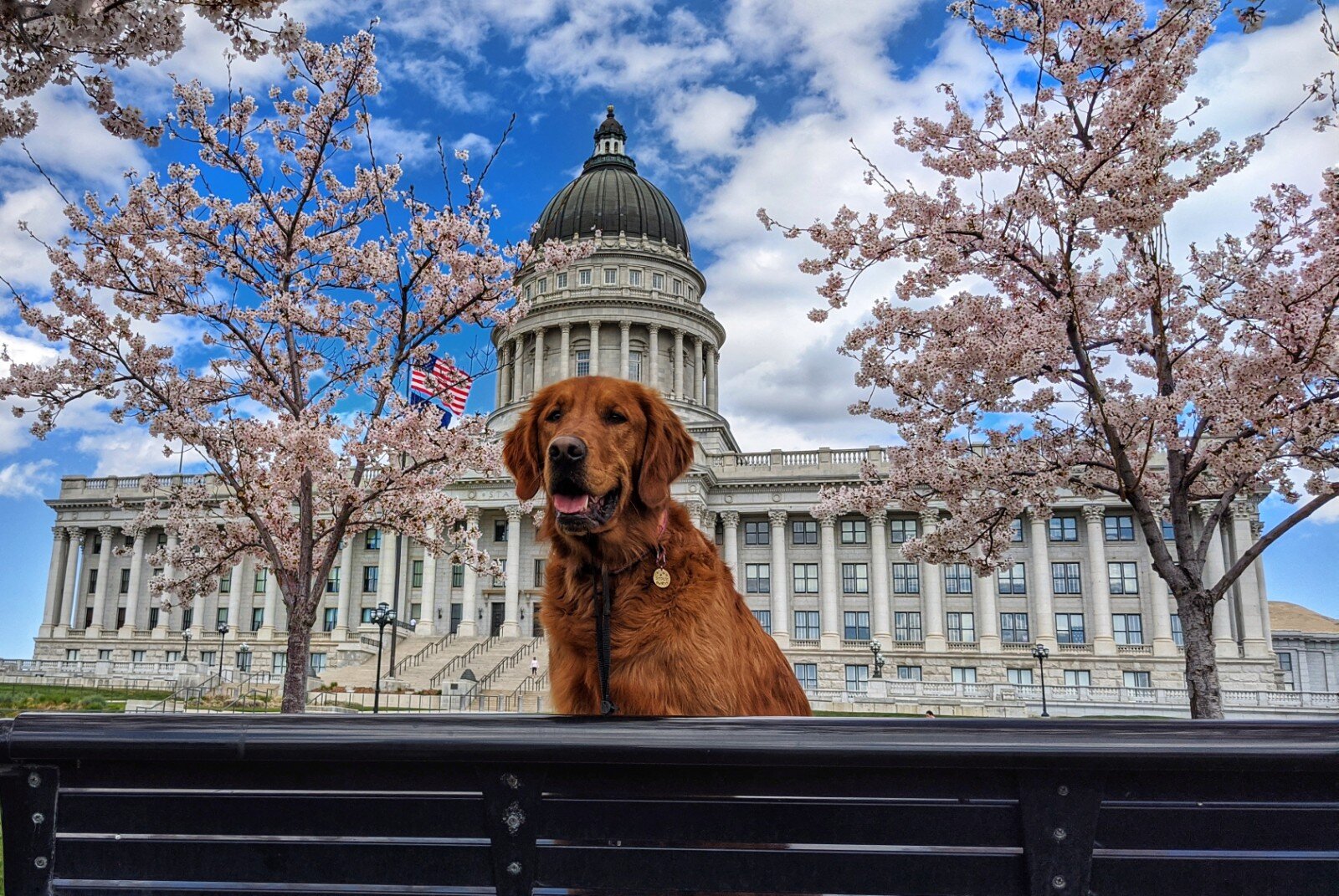 A golden retriever sits on a bench in front of the Utah State Capitol Building in the spring