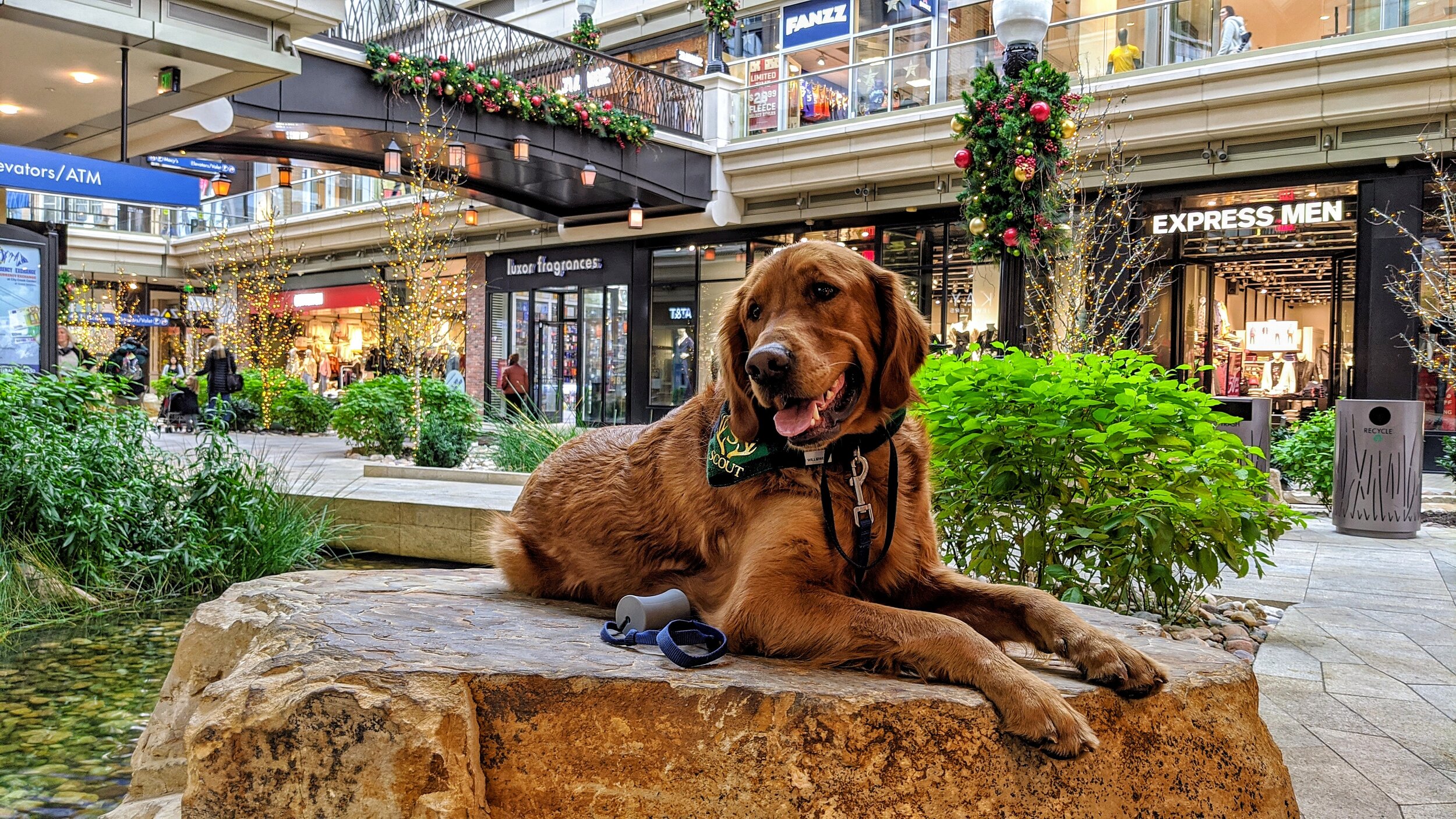 Golden retriever Scout sits on a rock  in a mall decorated for Christmas