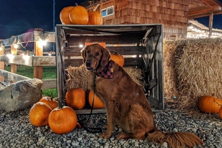 Scout sits in front of a fall scene of a wood crate, pumpkins, and straw bales at dusk. He is wearing a buffalo plaid bandana.