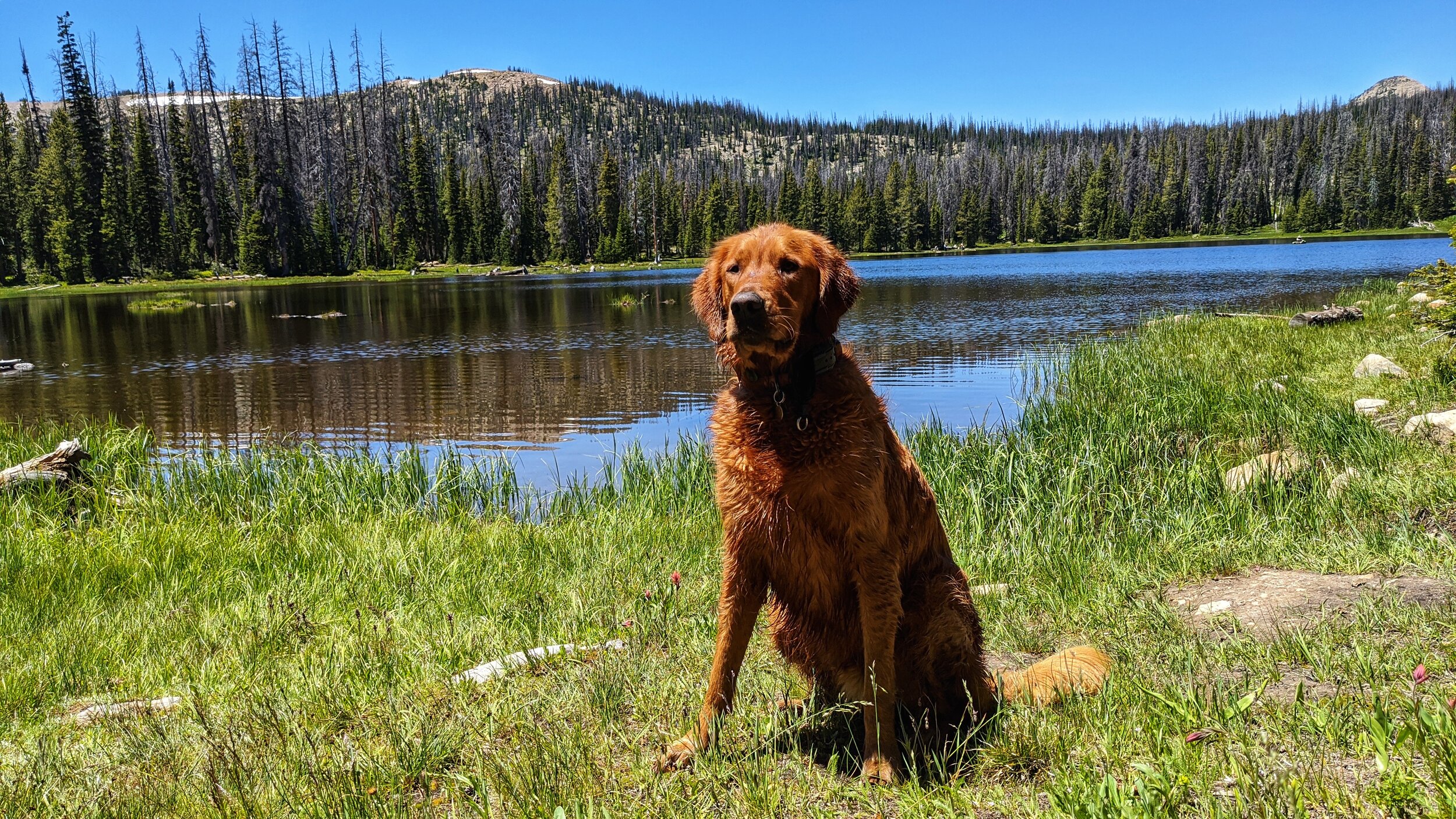 are dogs allowed at mirror lake utah