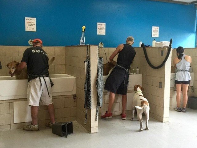 Dog washing station self serve store near me