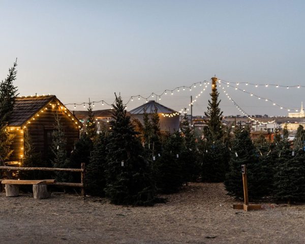 Dog Friendly Christmas Tree Farms Near Salt Lake
