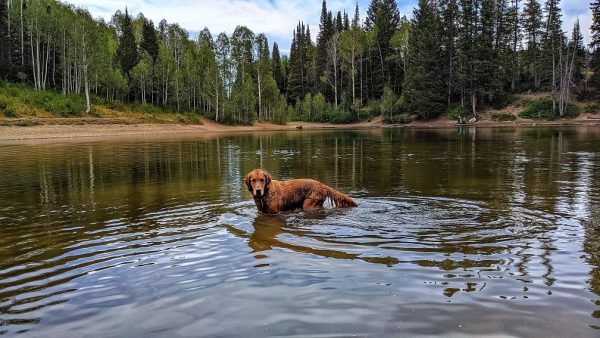 A Dog Owner’s Complete Guide To Millcreek Canyon