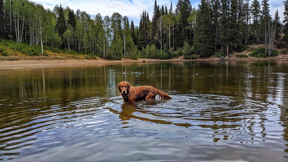 are dogs allowed at mirror lake utah