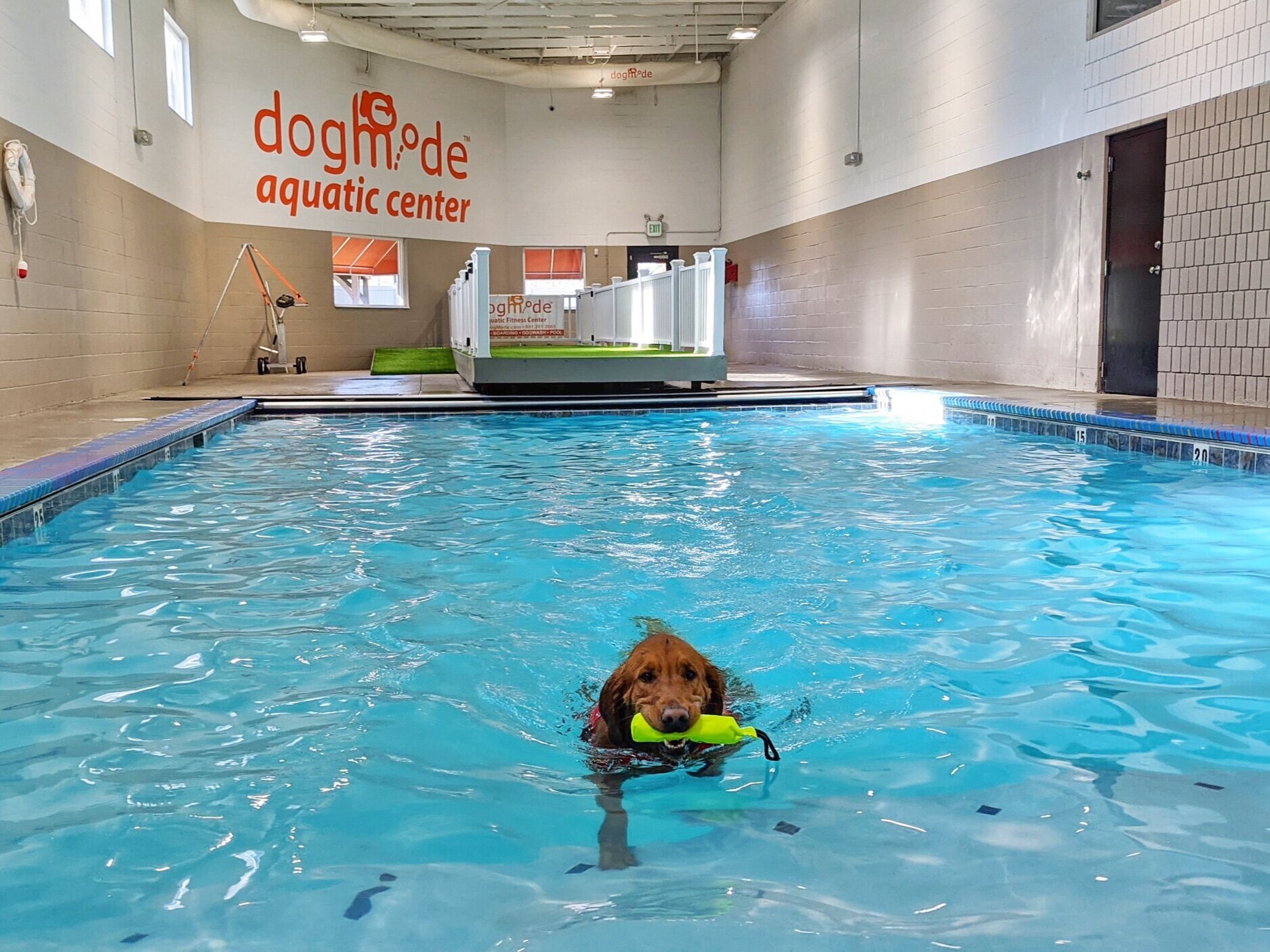Golden retriever Scout swims toward the camera in an indoor pool holding a neon green float toy