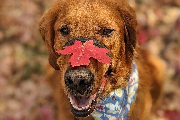 Scout smiles up at the camera with a red fall leaf on his nose