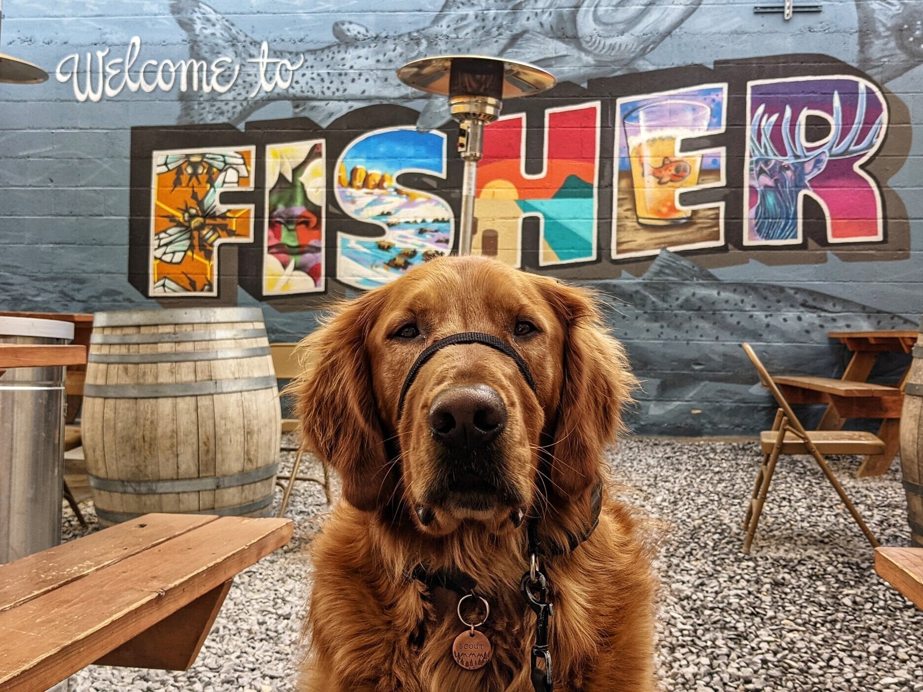 Scout sits on a gravel patio surrounded by picnic tables and wine barrels. There is a large colorful mural in the background noting “Welcome to Fisher.”