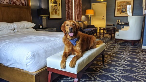 Dog Friendly Hotels in Salt Lake City