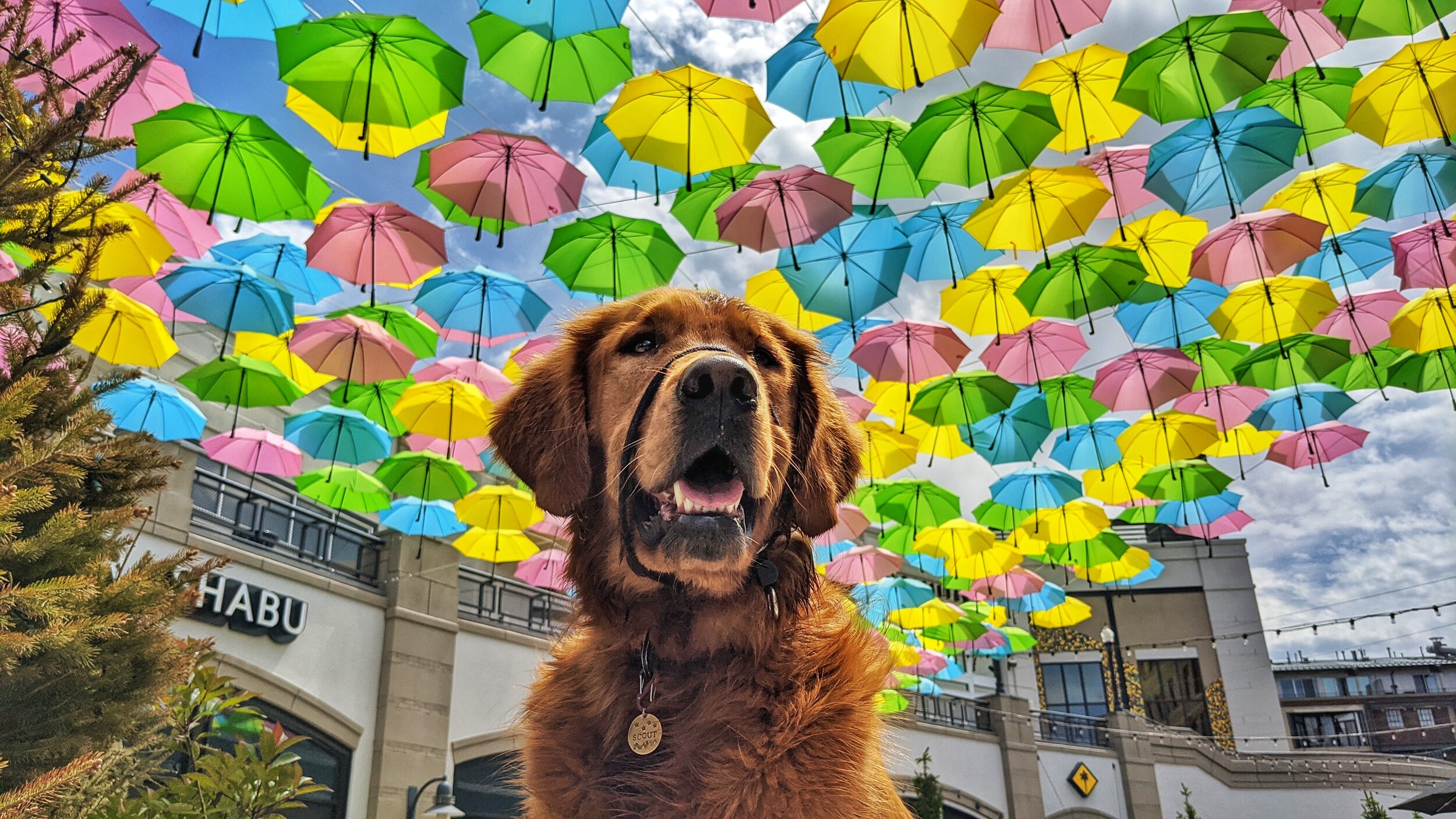 Golden retriever Scout sits below a hanging outdoor art display featuring colorful hanging umbrellas