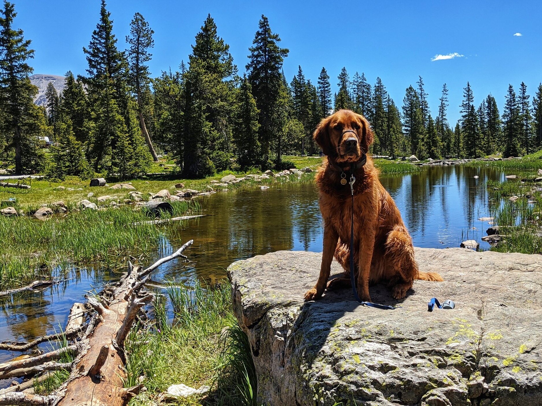 Scout sits on a large boulder that juts into a crystal clear creek surrounded by pines.