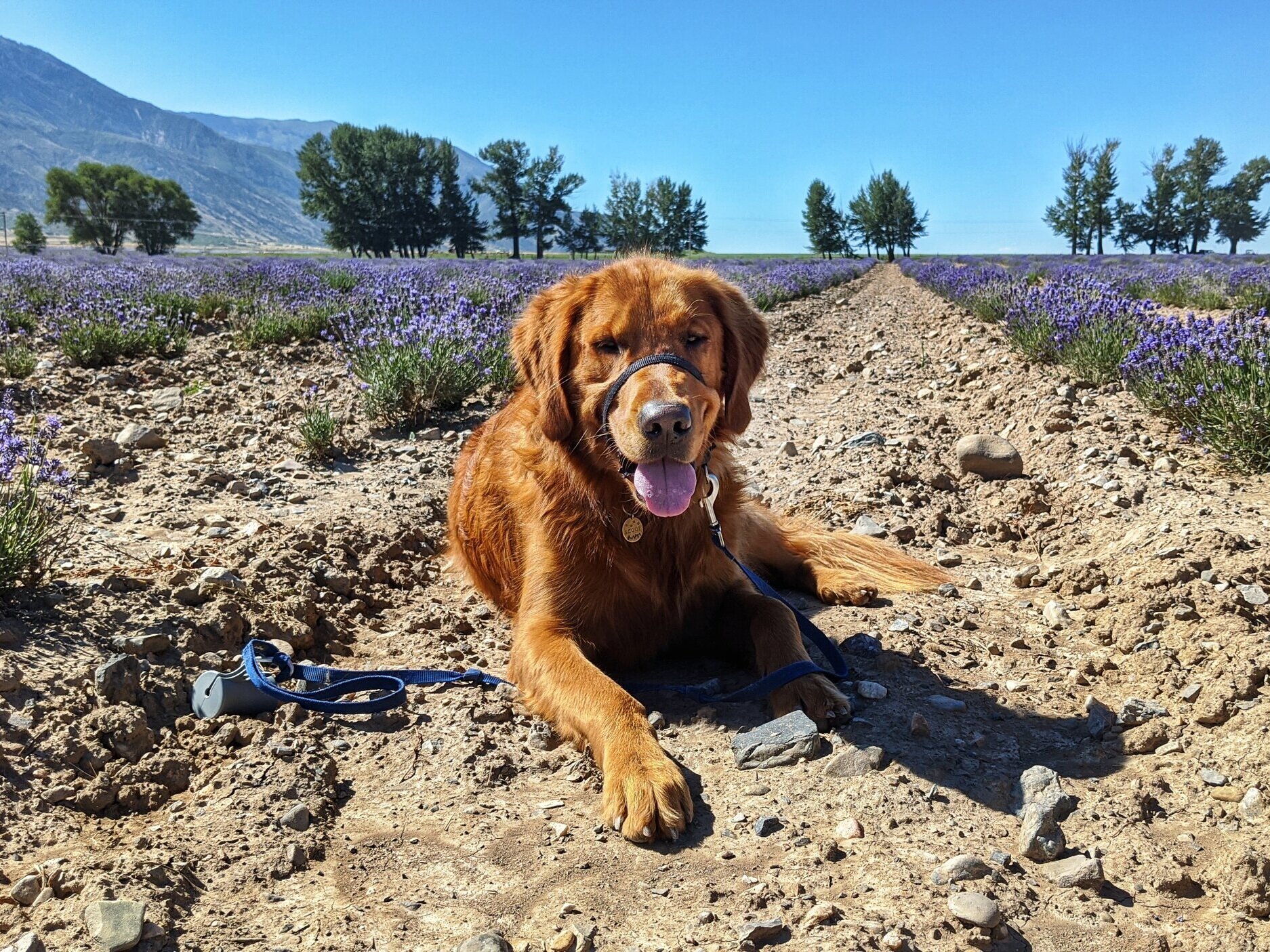 Golden retriever Scout smiles as he lays in a fully bloomed lavender field