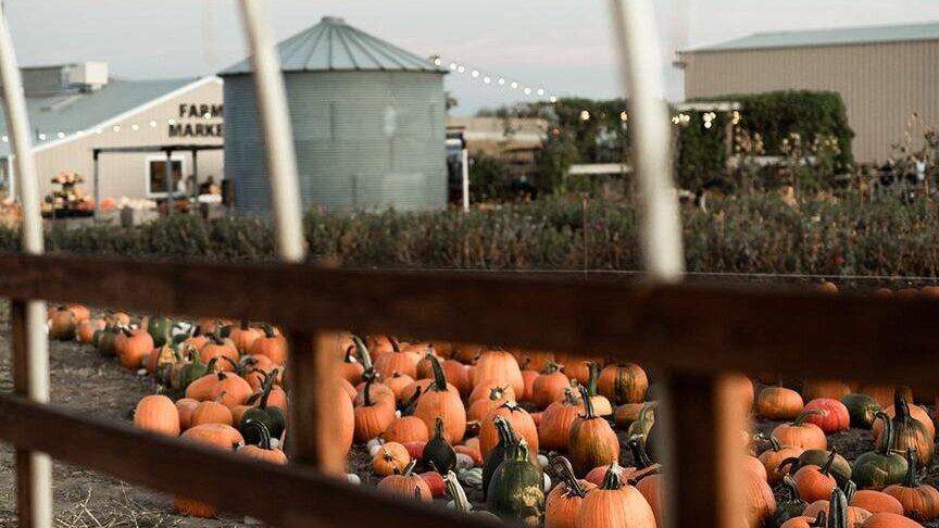 Kinlands Dog Friendly Pumpkin Patch.jpg