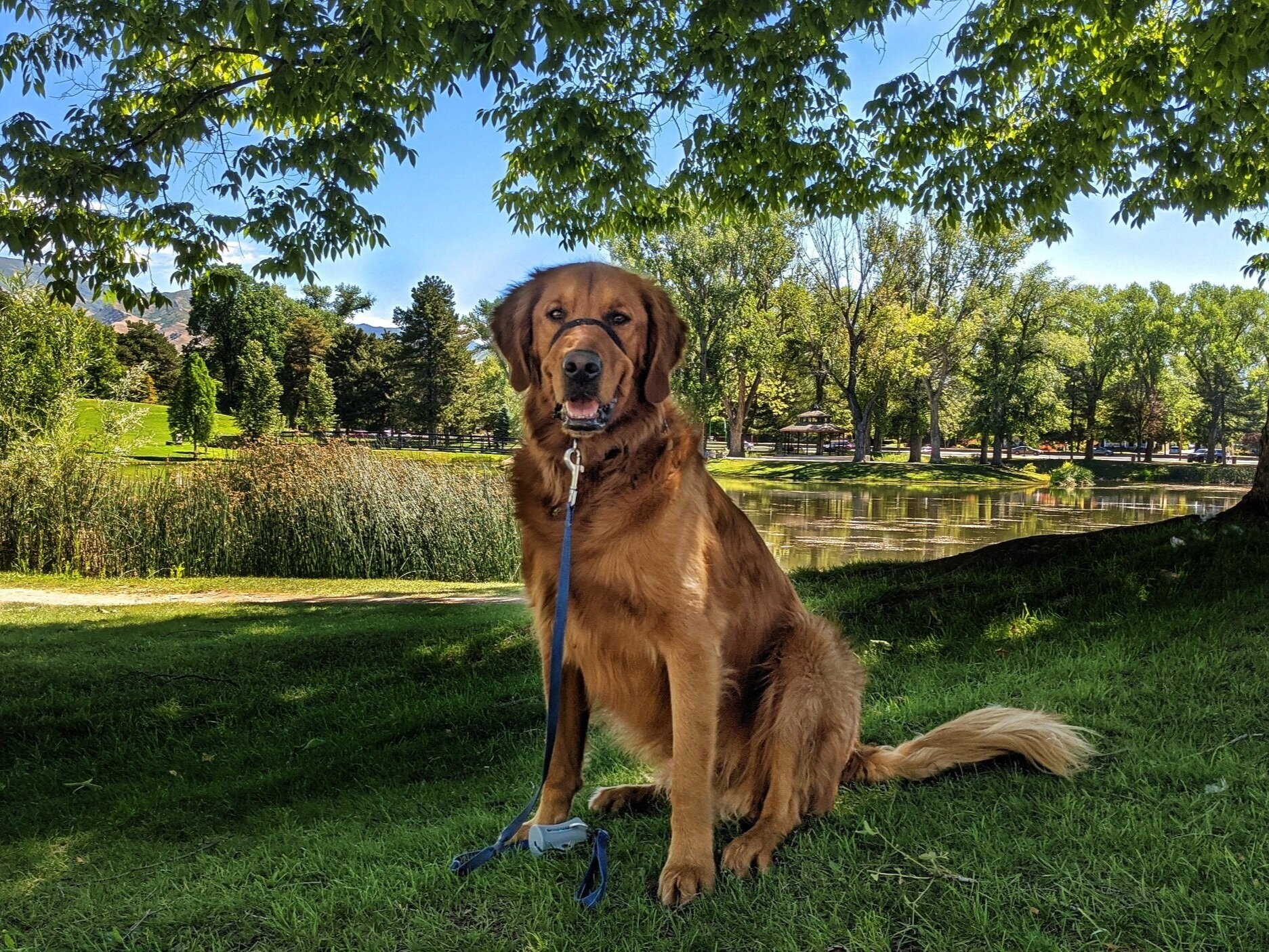 Golden retriever Scout sits on a grassy hill overlooking a pond at Liberty Park