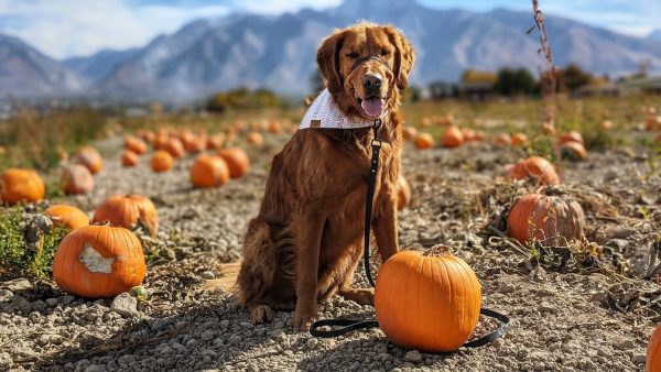 8 Dog Friendly Pumpkin Patches in Northern Utah
