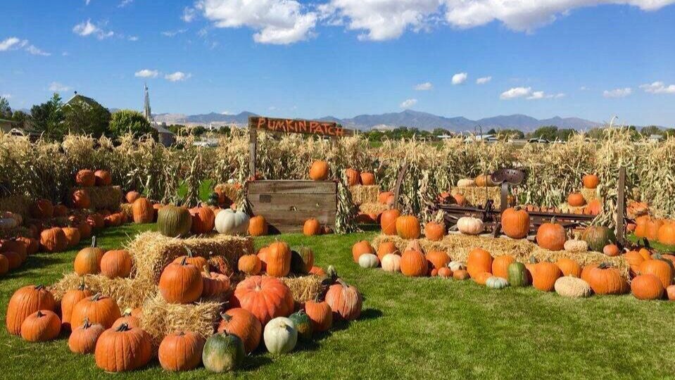 Mabey Farms SLC Pumpkin Patch Dog Friendly.jpg