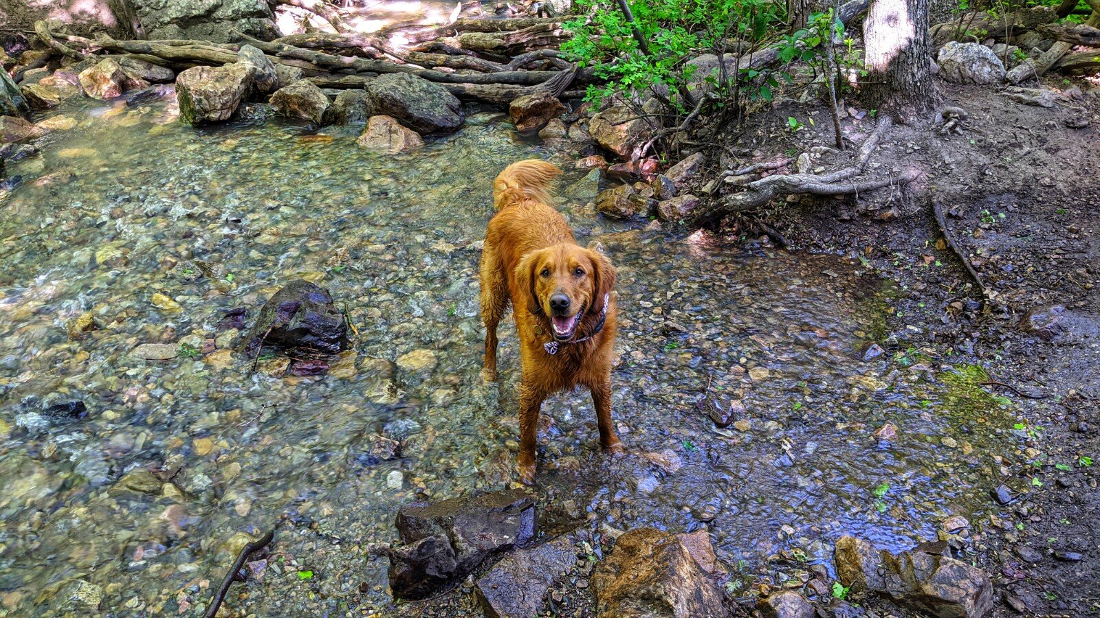A golden retriever stands in a creek and looks up at the camera