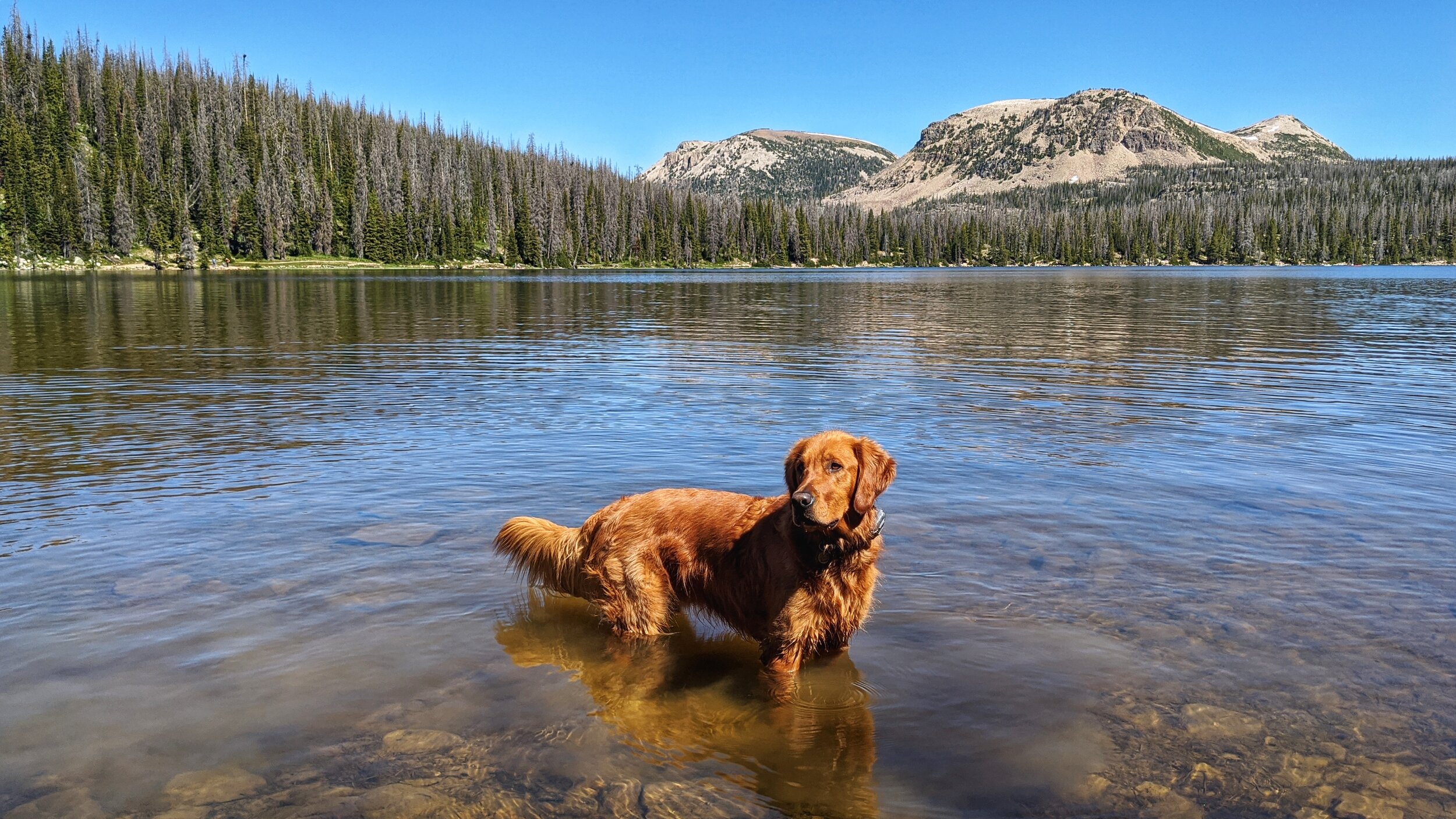 are dogs allowed at mirror lake utah