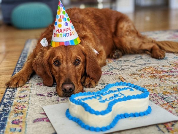 Dog Birthday Cakes and Resources in Salt Lake City