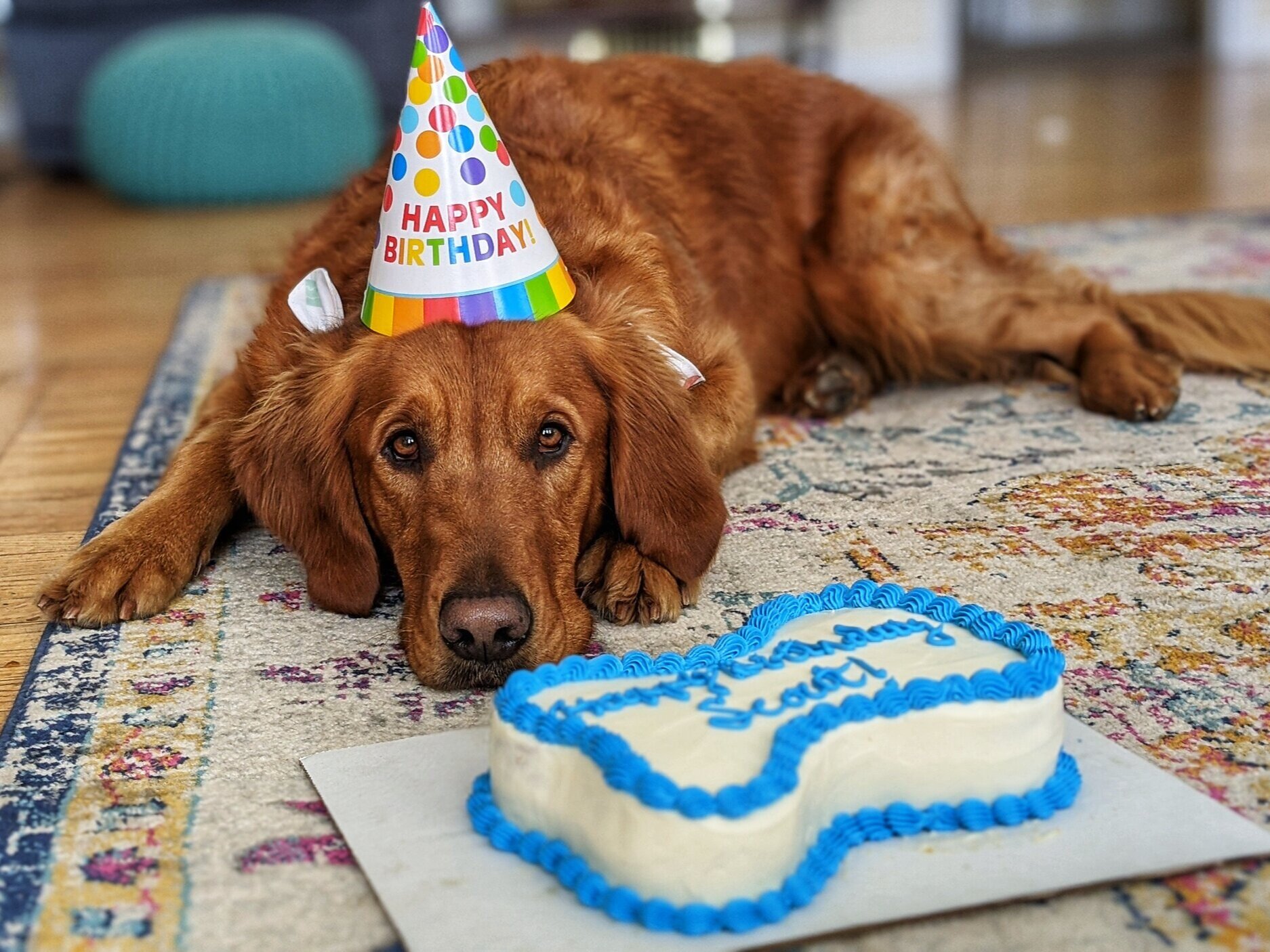 Golden retriever Scout wears a birthday party hat and lays behind a bone shaped birthday cake
