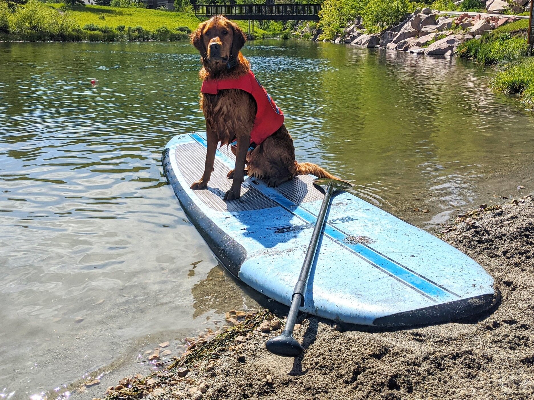Scout wears an orange life vest while he sits on a partially beached stand up paddle board at Deer Valley Resort