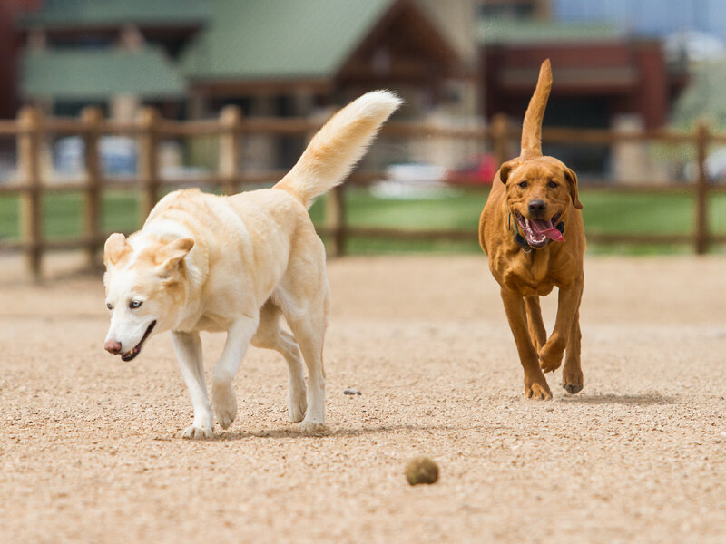 Photo by The Park Record