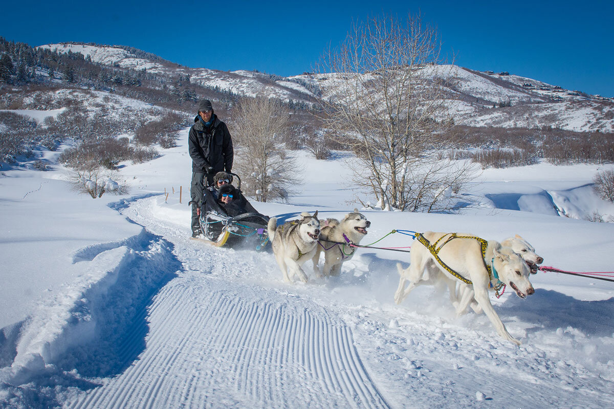 Park City Dog Sledding All Season Adventures.jpg