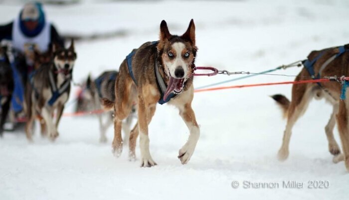 Park City Dog Sledding Luna Lobos.jpg