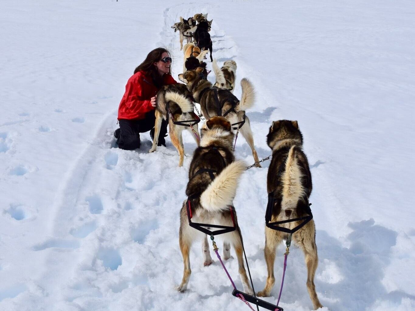 Park City Dog Sledding Wasatch Adventure.jpg