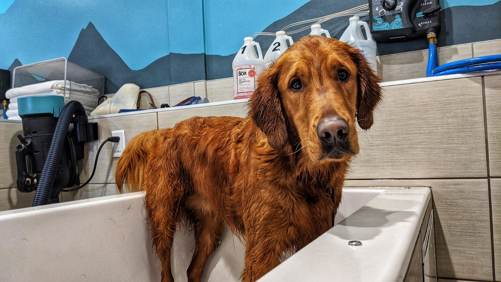 Places you can wash your store dog yourself