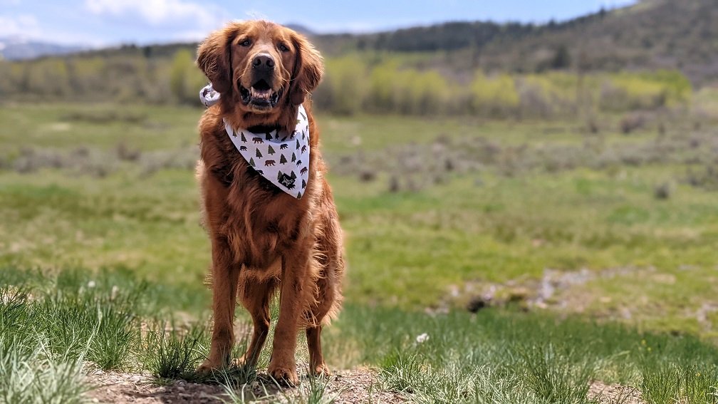 University of Utah Pet Bandana