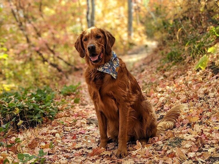 Golden retriever Scout sits on a trail covered in beautiful fall leaves.