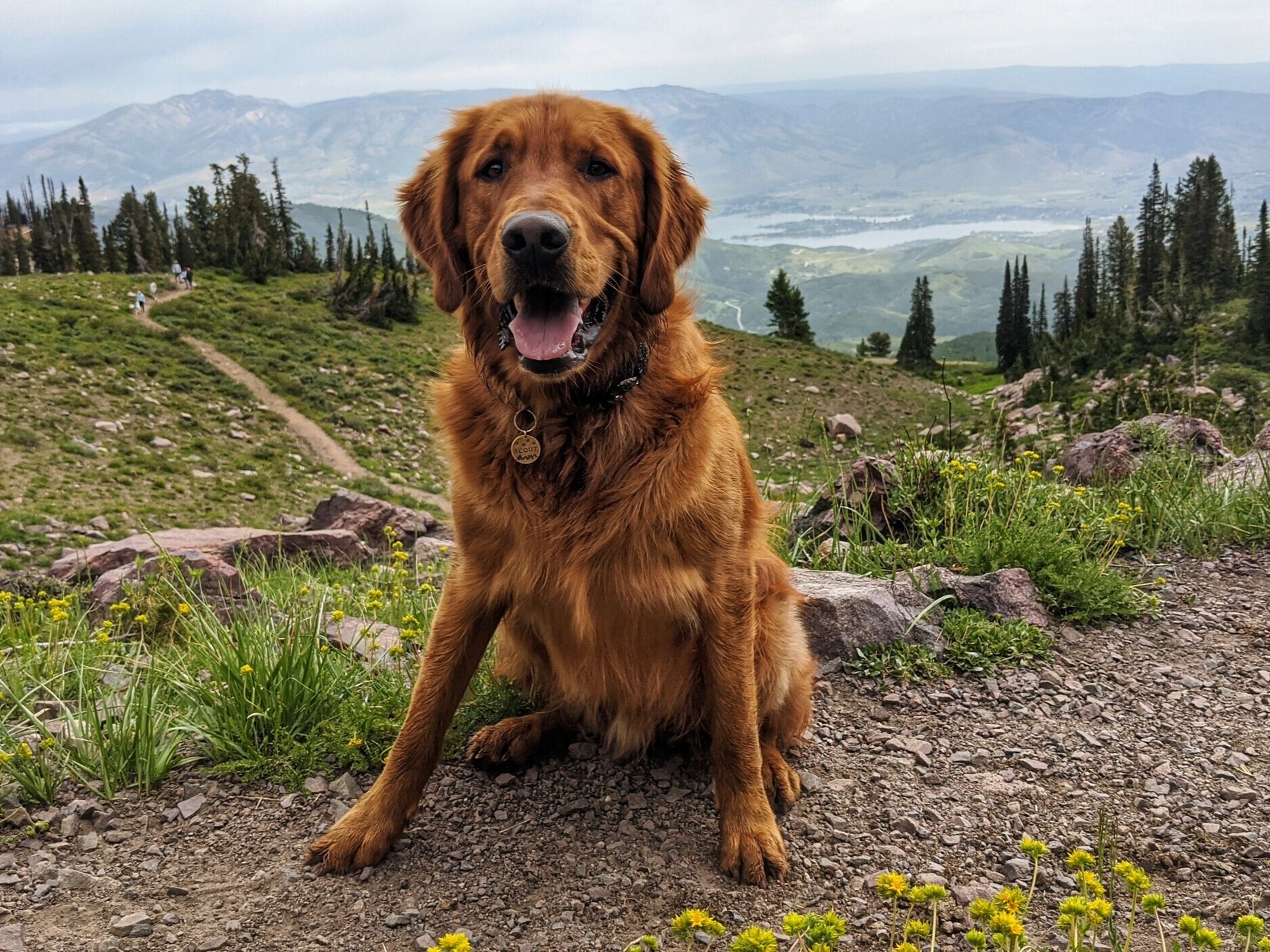 Scout sits on a rocky mountain slope during spring with the Pineview Reservoir sitting far below