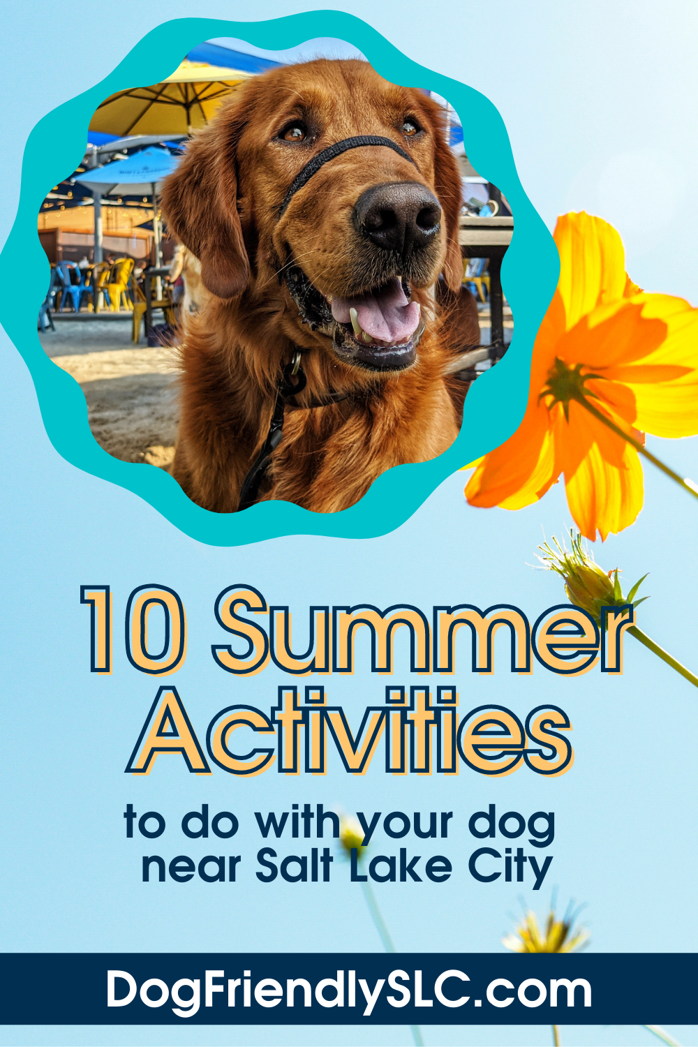 25 Ideas For Summer Fun With Your Dog - Fidose of Reality