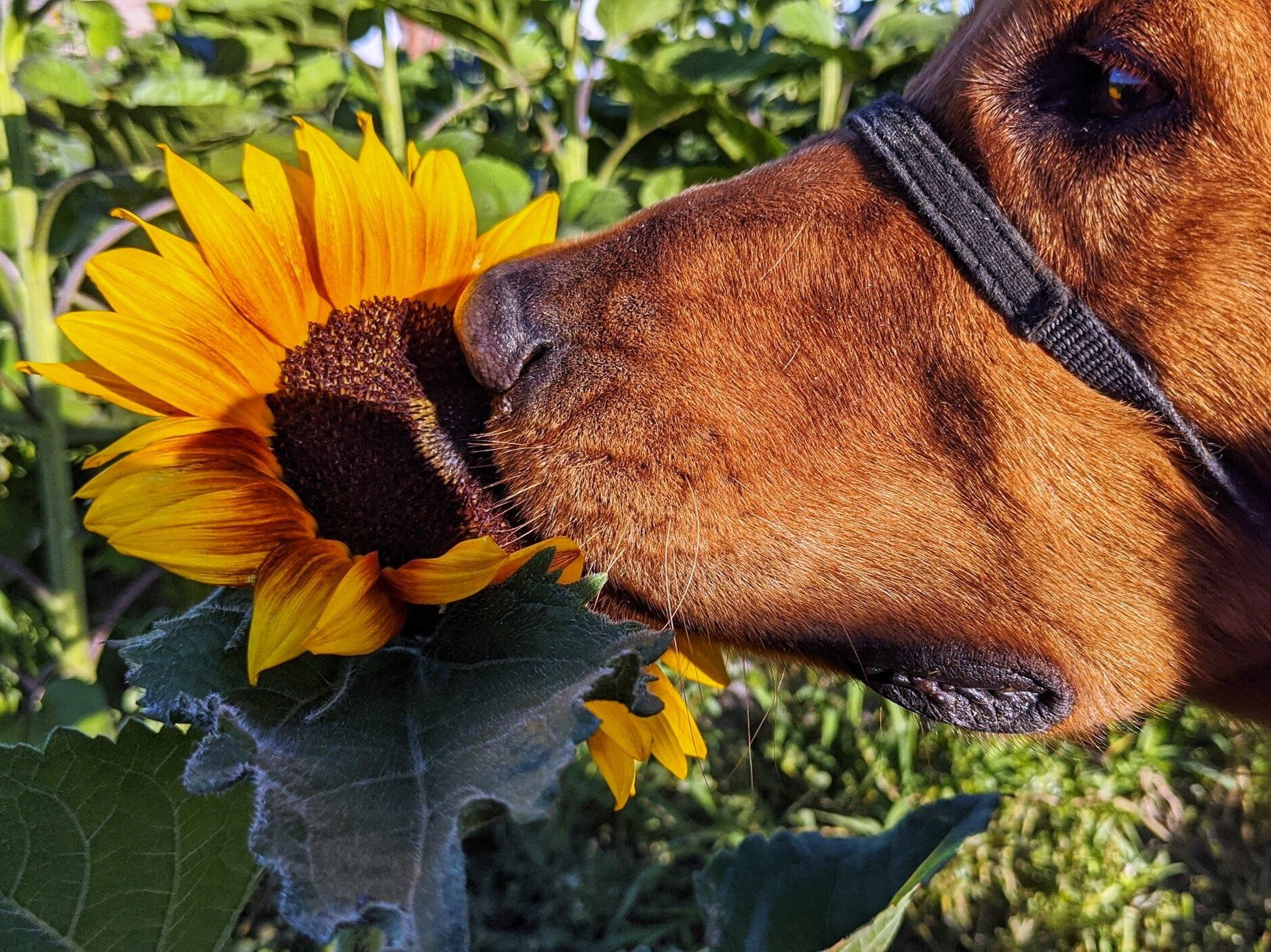 Scout sniffs a beautiful sunflower in a field.