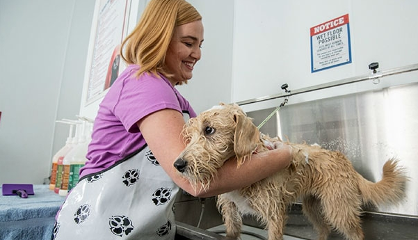 Buddy wash outlet petsmart