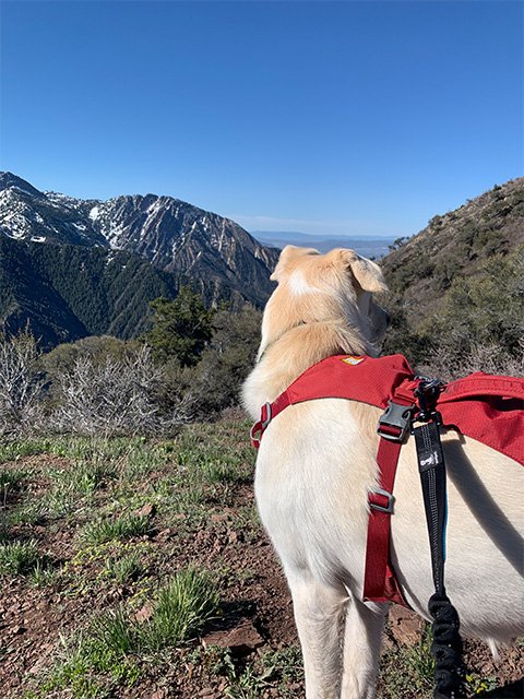 Ikaros Greek Restaurant - Hikes Dogs Love