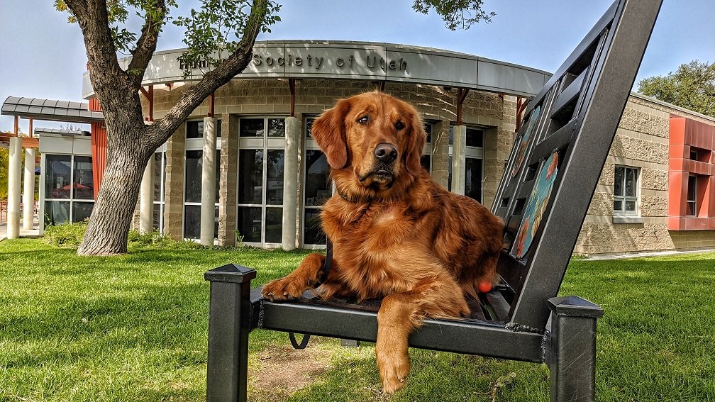 Local dogs for store adoption