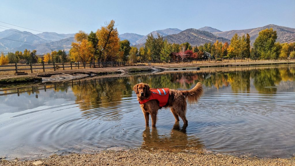 Salt Lake City's Indoor Dog Swimming Pools - Dog Friendly SLC