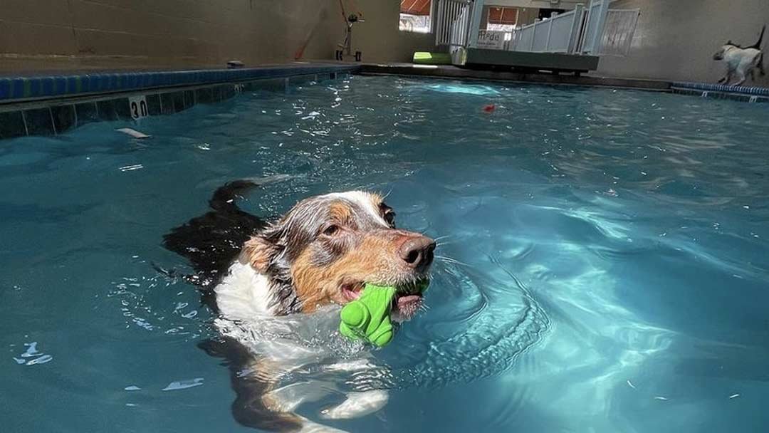 Salt Lake City's Indoor Dog Swimming Pools - Dog Friendly SLC