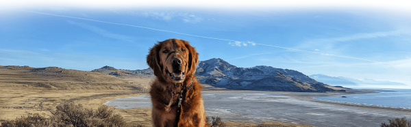 Visiting Antelope Island With Your Dog