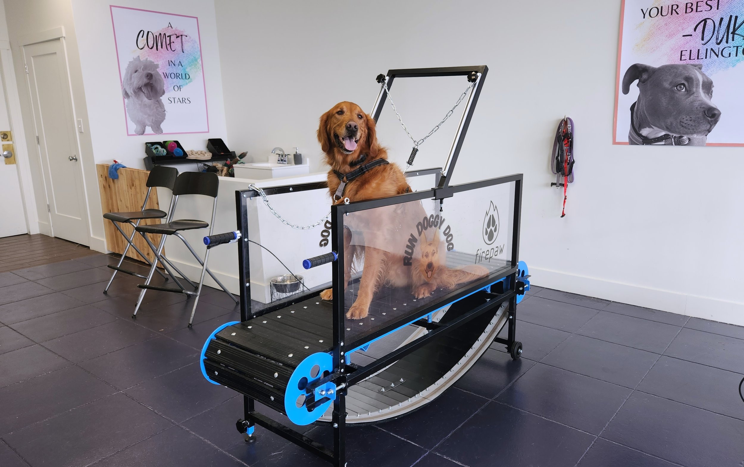 Should you exercise your dog on a treadmill? Here's what