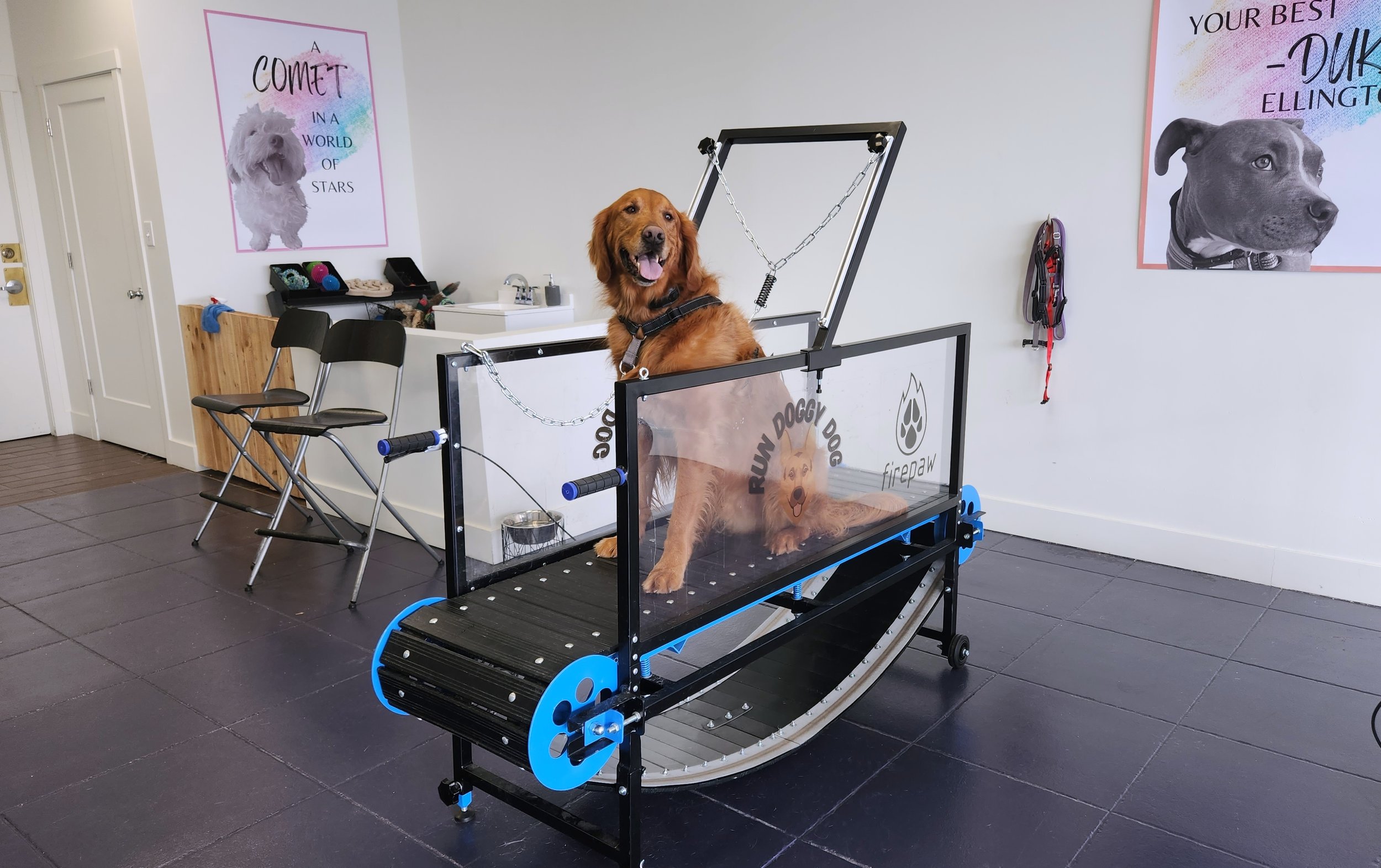 Dog Treadmill - Why would a dog need a treadmill?