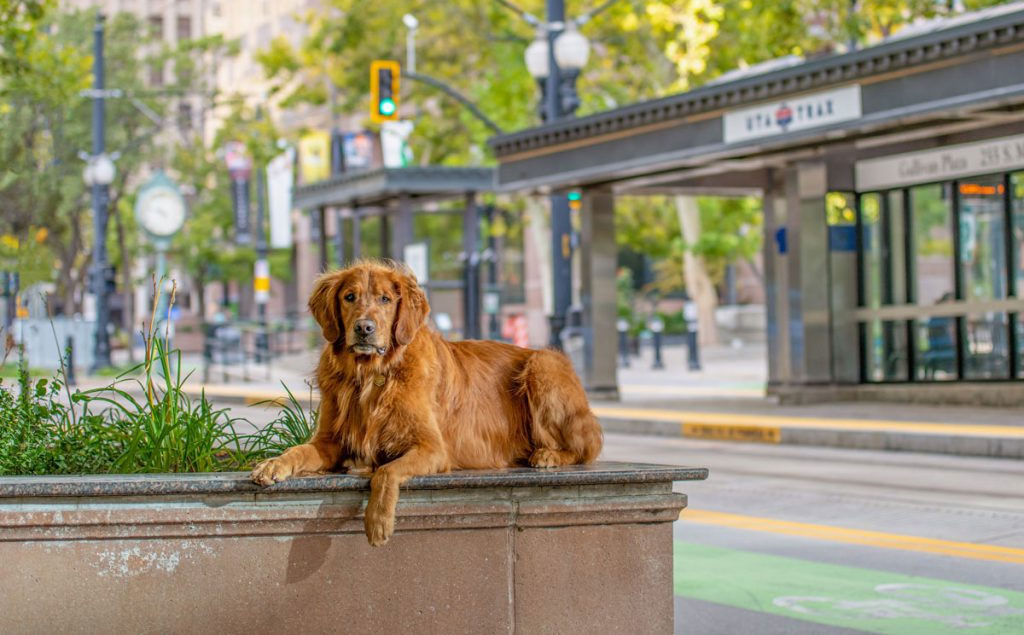 can you bring dogs to city walk