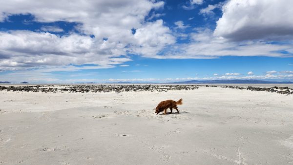 Visiting Golden Spike National Historic Park and the Spiral Jetty with Your Dog